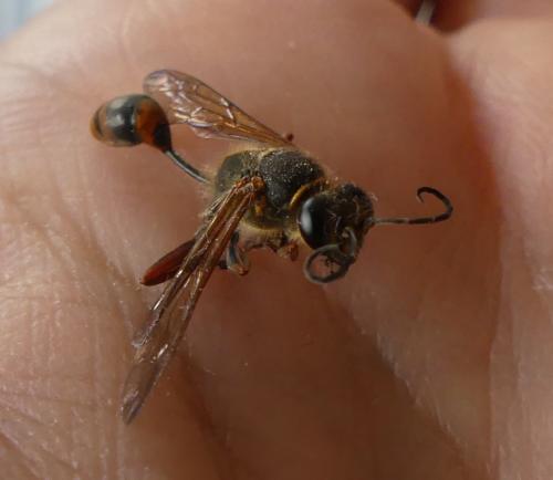Réf. 204 665 : Sceliphron curvatum